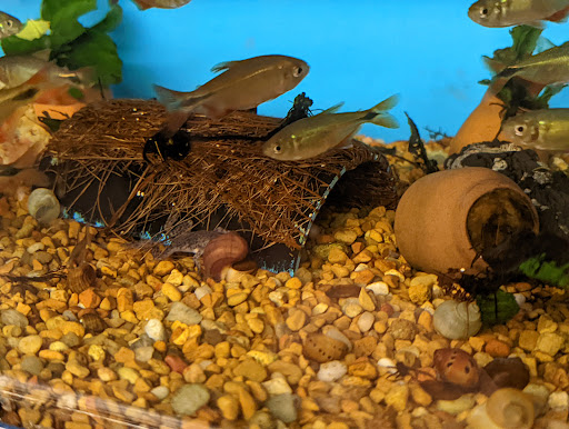 Pet Supply Store «Petco Animal Supplies», reviews and photos, 585 E Wetmore Rd, Tucson, AZ 85705, USA