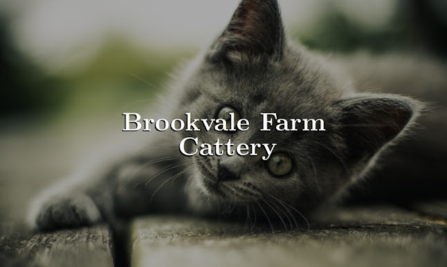 Brookvale Farm Cattery - Manchester