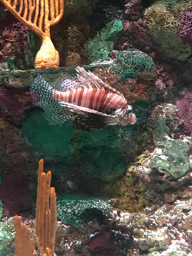 Aquarium «Shark Encounter», reviews and photos, 7007 Sea World Dr, Orlando, FL 32821, USA