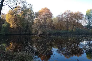 Seerosenweiher Mühlheim am Main image