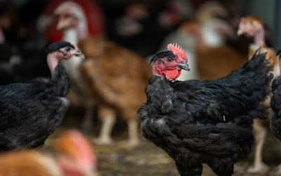 Ferme des Gravalons - Daval Sylvie à Beutal
