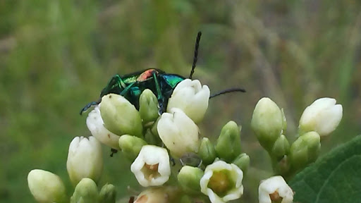 State Park «Parvin State Park», reviews and photos, 701 Almond Rd, Pittsgrove Township, NJ 08318, USA