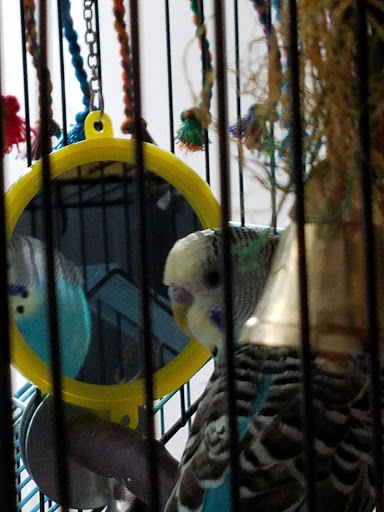 Pet Supply Store «Pet World», reviews and photos, 6527 Centralia Rd, Chesterfield, VA 23832, USA