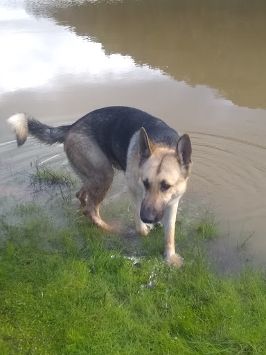Uvas Canyon County Park image
