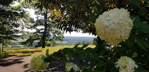 Winery «Trump Winery Tasting Room», reviews and photos, 3550 Blenheim Rd, Charlottesville, VA 22902, USA