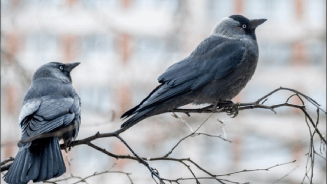 Skadedyrforbudt.dk - Andet