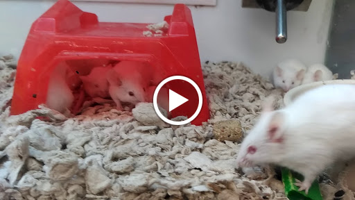 Pet Supply Store «Petco Animal Supplies», reviews and photos, 12960 Middlebrook Road #520a, Germantown, MD 20874, USA