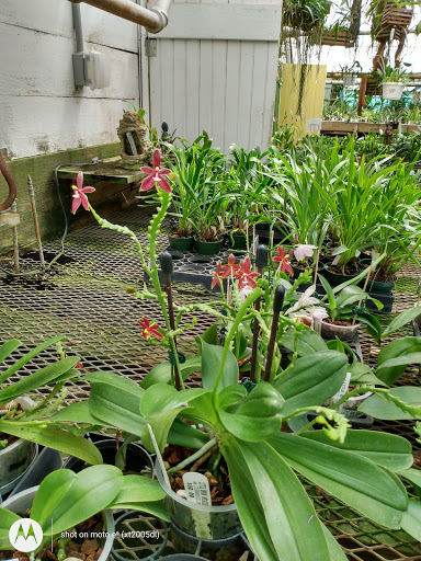 Florist «Little Brook Orchids», reviews and photos, 25 Rider Ave, Lancaster, PA 17603, USA