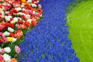 DUTCH-BULBS.COM - Flower Bulbs from Holland image