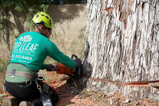 Top Leaf Tree Services