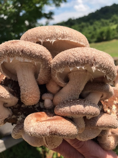 Mushroom Harvest Provisions