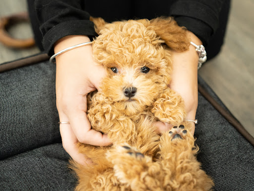 Pet Adoption Service «Petland Davie», reviews and photos, 11482 W State Rd 84, Davie, FL 33325, USA