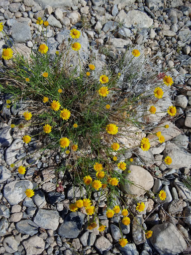 Supermarket «ALDI», reviews and photos, 15080 Summit Ave, Fontana, CA 92336, USA