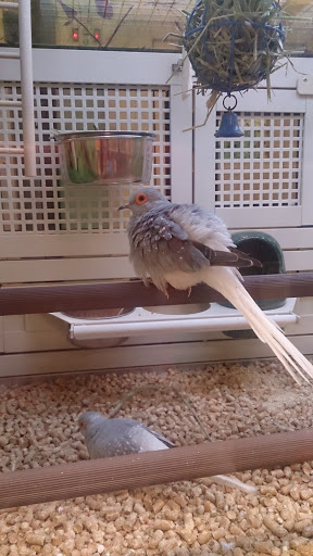 Pet Supply Store «Pet Supplies Plus», reviews and photos, 9143 Little Rd, New Port Richey, FL 34654, USA