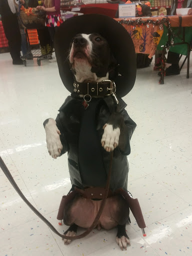 Pet Supply Store «Petco Animal Supplies», reviews and photos, 5239 Harvey St, Norton Shores, MI 49444, USA