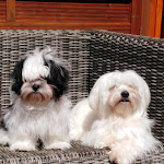 Photo n°1 de l'avis de Maik. fait le 07/04/2019 à 19:47 sur le  Pizzeria Da Franco à Recke