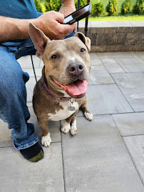 Jens K9 Concierge - Photo 7 - Car repair in Woburn, MA, Lowell