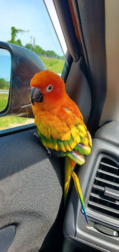 Pet Supply Store «Petco Animal Supplies», reviews and photos, 2131 Pleasant Hill Rd, Duluth, GA 30096, USA