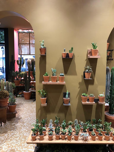 Les Succulents Cactus