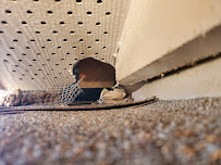 North America Pest and Termite LLC - Photo 5 - Car repair in , Houston