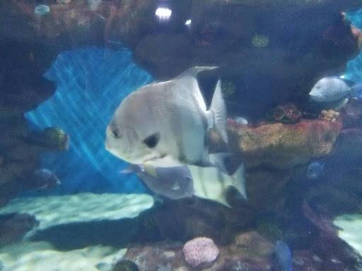 Aquarium «Greater Cleveland Aquarium», reviews and photos, 2000 Sycamore St, Cleveland, OH 44113, USA
