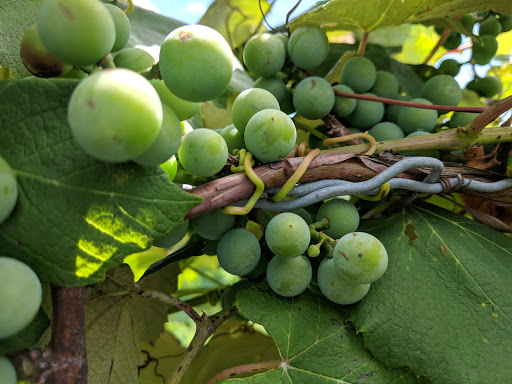Winery «21 Brix Winery», reviews and photos, 6654 West Main Road, Portland, NY 14769, USA