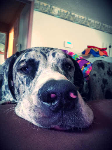 Pet Groomer «Blue Ribbon Dog Grooming LLC Anderson», reviews and photos, 5038 S Scatterfield Rd, Anderson, IN 46013, USA