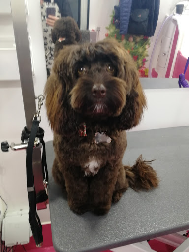 Biscuts Dog Grooming East Kilbride