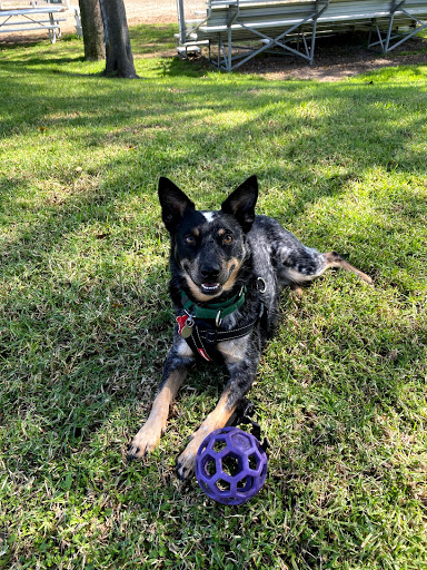 Specialty Dog Training image