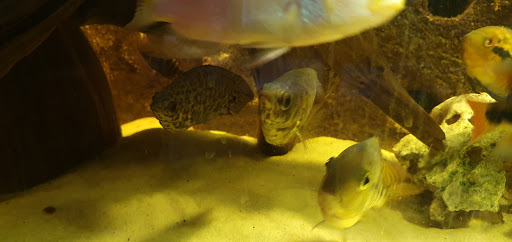 Tropical Fish Store «America Aquaria», reviews and photos, 3485 N 124th St, Brookfield, WI 53005, USA