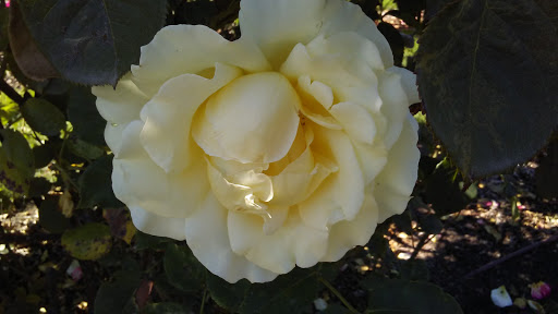 Park «Marine View Park», reviews and photos, 20945 Marine View Dr SW, Normandy Park, WA 98166, USA