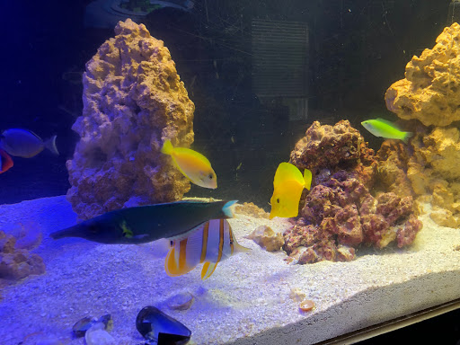 Tropical Fish Store «Nemo Aquarium», reviews and photos, 1560 Indian Trail Rd #106, Norcross, GA 30093, USA