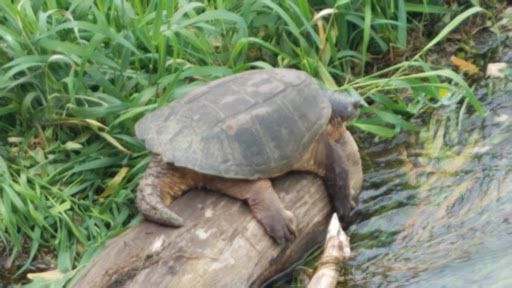 Golf Course «Delbrook Golf Course», reviews and photos, 700 S 2nd St, Delavan, WI 53115, USA