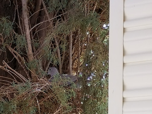 History Museum «Pioneer Living History Museum», reviews and photos, 3901 W Pioneer Rd, Phoenix, AZ 85086, USA