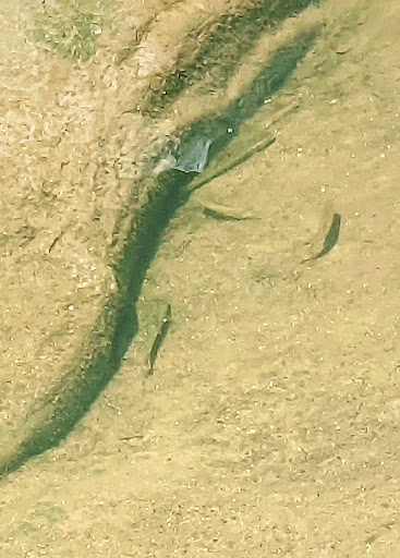 Botanical Garden «Botanical Gardens At Asheville», reviews and photos, 151 W .T. Weaver Blvd, Asheville, NC 28804, USA