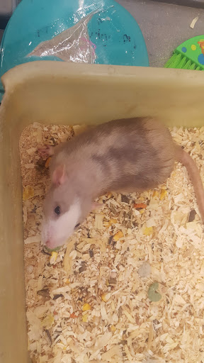 Pet Store «Wet Pet & Reptile Center», reviews and photos, 429 Eastern Blvd, Essex, MD 21221, USA