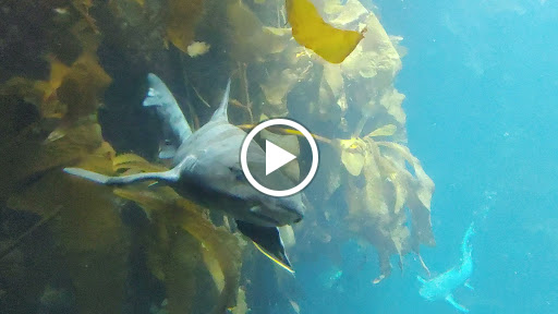 Grocery Store «Safeway», reviews and photos, 1212 Forest Ave, Pacific Grove, CA 93950, USA