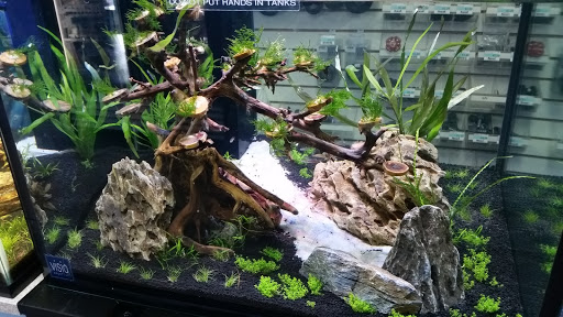 Tropical Fish Store «Blue Reef Aquatics», reviews and photos, 5960 Losee Rd, North Las Vegas, NV 89081, USA