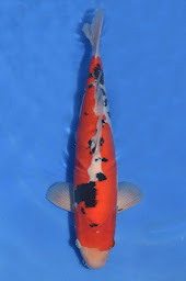 Photo n°10 de Koi addict à Rimling ()