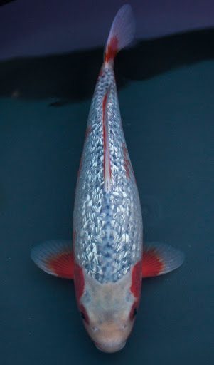 Cali Koi image
