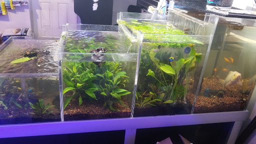 Tropical Fish Store «Freshwater Direct», reviews and photos, 3213 13th St, St Cloud, FL 34769, USA
