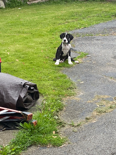 Pet Supply Store «PetSmart», reviews and photos, 2101 Elmwood Ave, Buffalo, NY 14207, USA