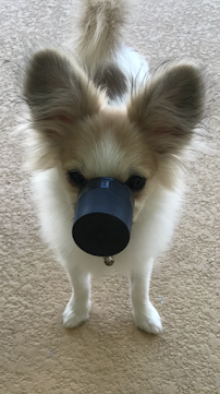 Santa Cruz Animal Clinic: Stanton, Catherine DVM - Photo 7 - Car repair in Brandon, FL, Brandon