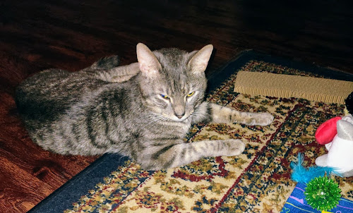  alt='On your website there is mostly cats if your cat person this app is for you Im a cat and dog person but I mostly like dogs'