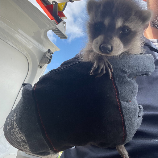 Animal Control Service «Platinum Wildlife Removal», reviews and photos