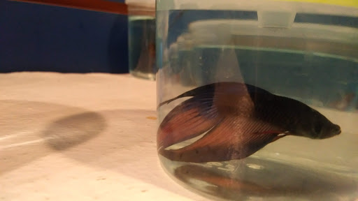 Pet Store «Fish Bowl Aquarium & Pet Mart», reviews and photos, 425 Pleasant St # 21, Fall River, MA 02721, USA