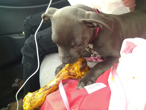 Pet Supply Store «Detroit K9 Pet Supply Livernois», reviews and photos, 15473 Livernois Ave, Detroit, MI 48238, USA