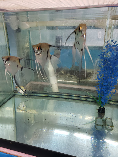 Pond Fish Supplier «Aquarium & Imports Inc.», reviews and photos, 2639 Hendersonville Rd, Arden, NC 28704, USA