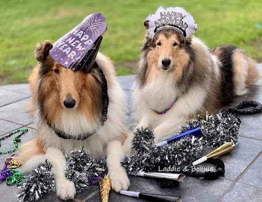 Pet Groomer «A Klassy Lassie, LLC», reviews and photos, 30 Old Jackson Rd, McDonough, GA 30252, USA