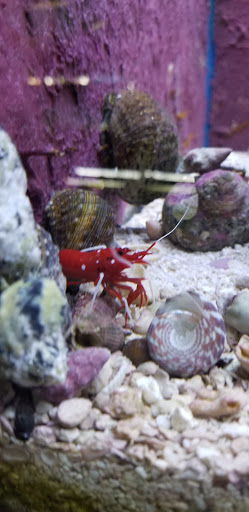 Pet Store «Fish 4 U», reviews and photos, 4010 Highland Dr #1, Millcreek, UT 84124, USA